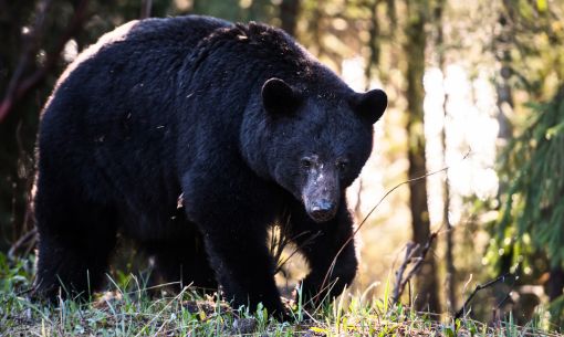 Bear Hunting