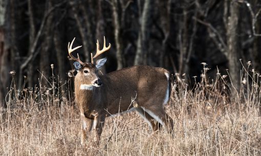 Deer Hunting
